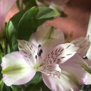 Meet your Posher, Karla